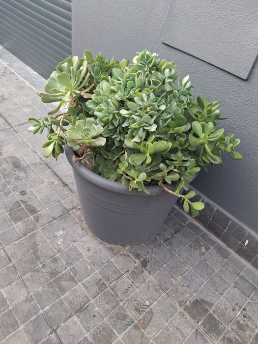Plantas em vaso de barro