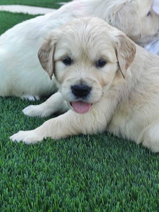 Golden Retriever