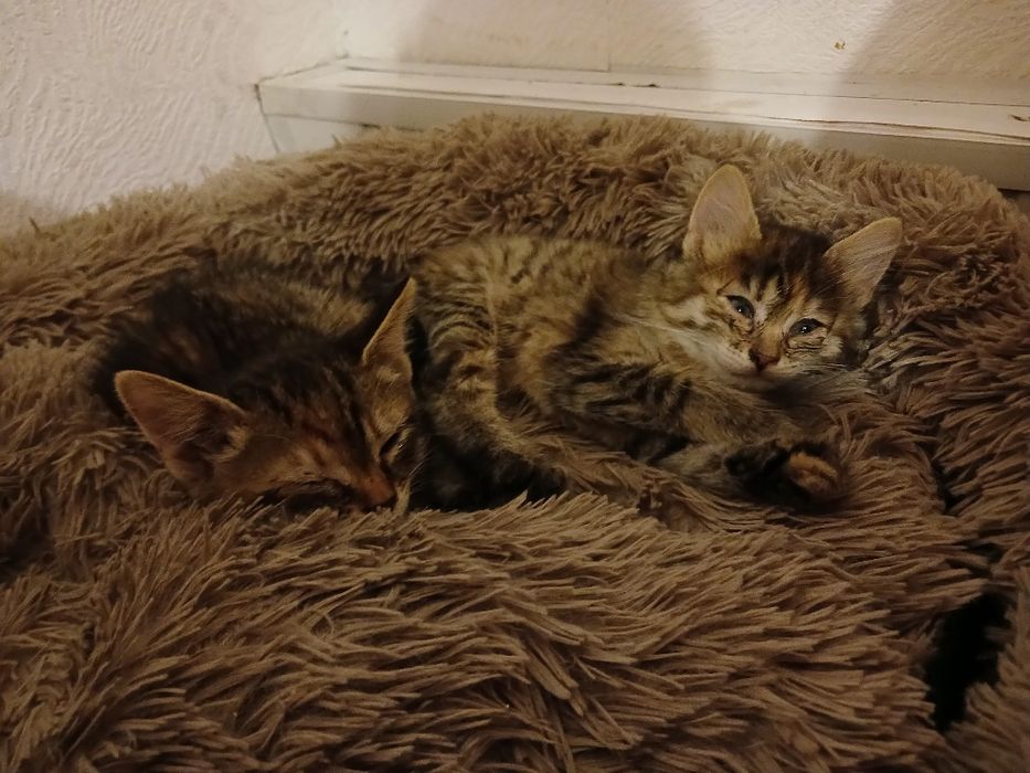 Вітдам котиків в добрі руки