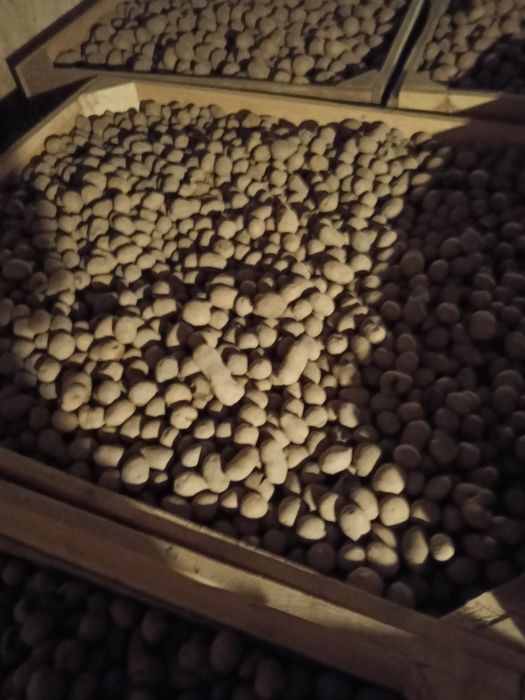 Ziemniaki paszowe, odpadowe