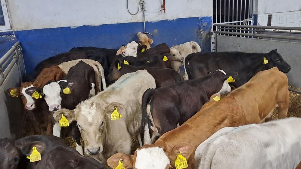 Sprzedam cielaki mięsne byki jałówki