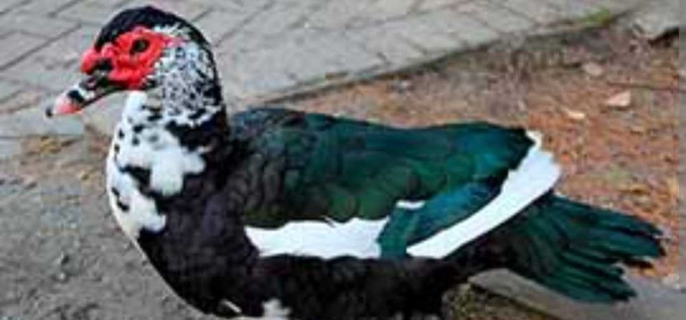 Уточки шипуны...