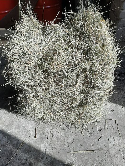 Siano w kostce sprzedam