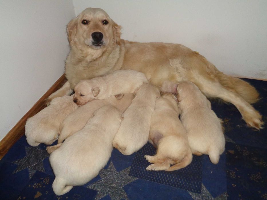 Golden Retriever kremowy piesek