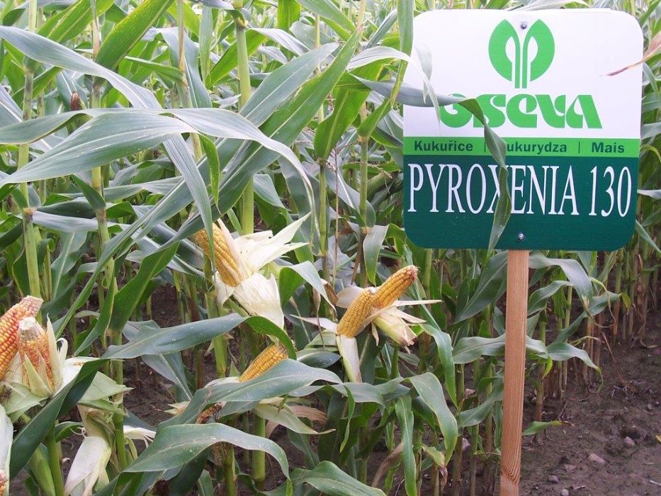 Nasiona kukurydzy Pyroxenia kiszonka ziarno FAO 130 (80 tys. nasion)