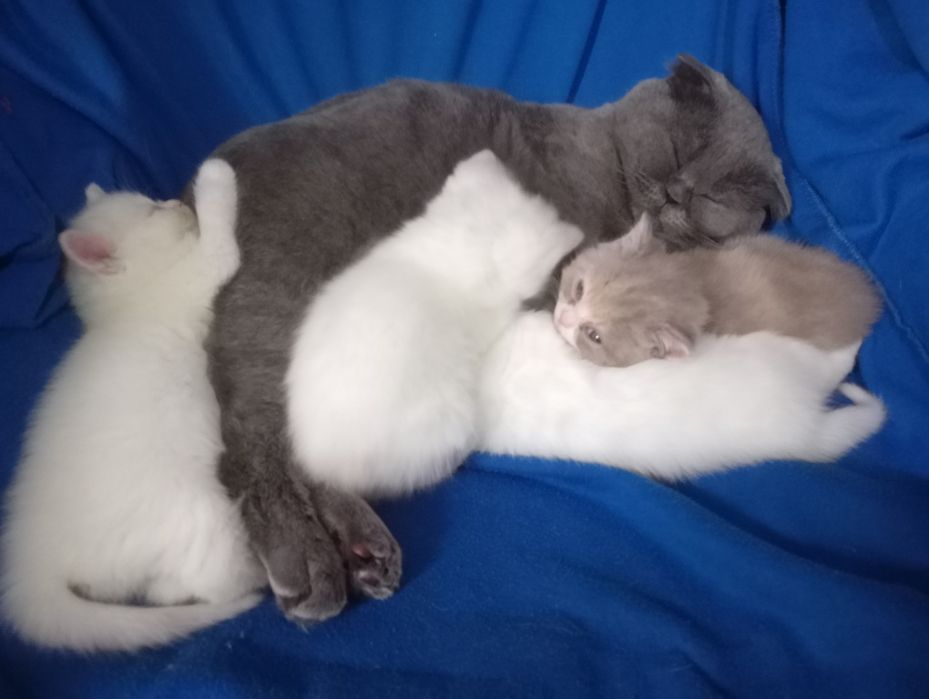 Разноцветные британские котята