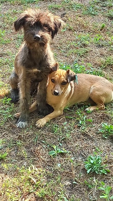 Маленька цікава собачка.