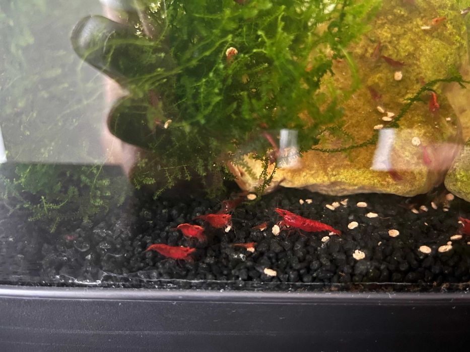 Camarões Neocaridina Red Cherry (Fire)
