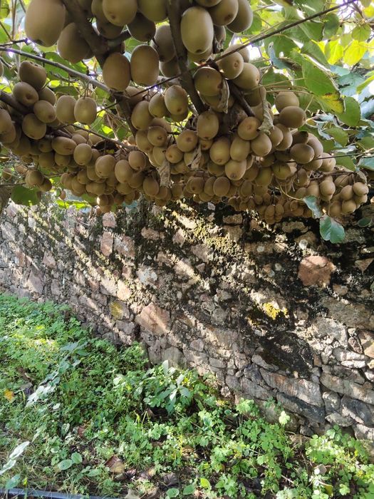 Venda de Kiwi amarelo.