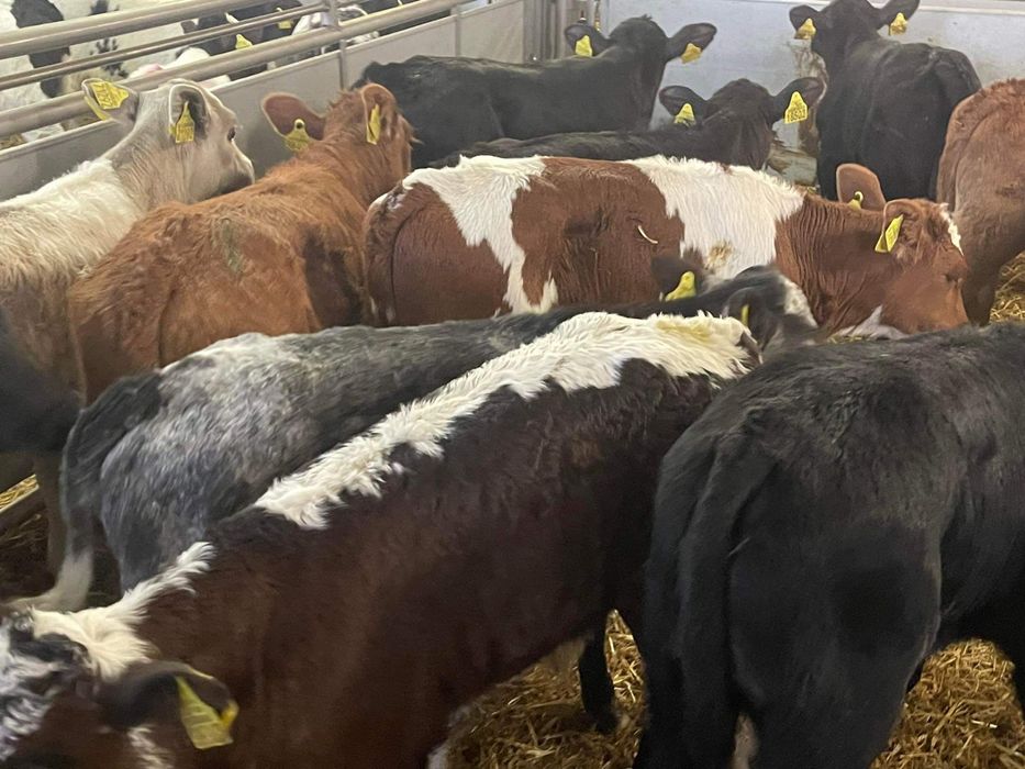 Cielaki odsadki byczki jałowki