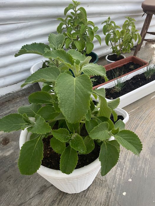 Planta Medicinal Boldo do Brasil
