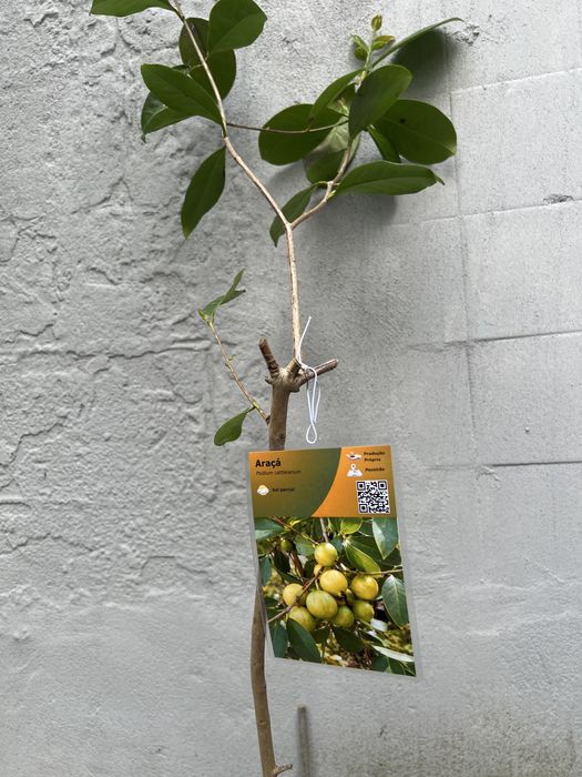 Árvores de fruta Tropical e exóticas