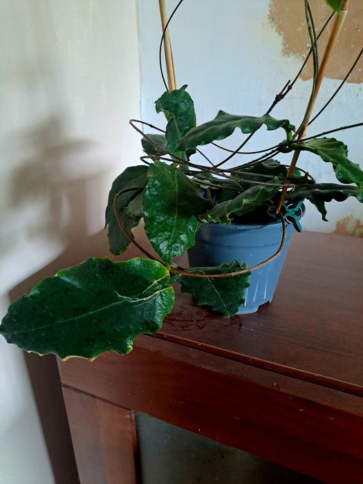 Hoya versteegii hoja