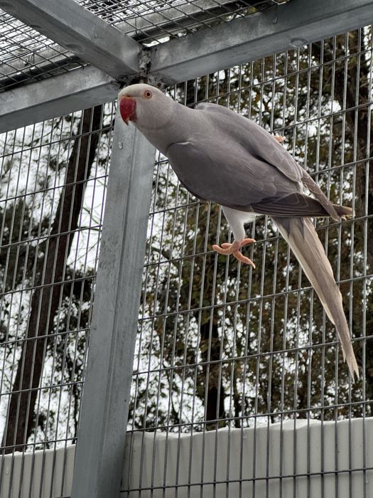 Varias mutacões Ring Necks