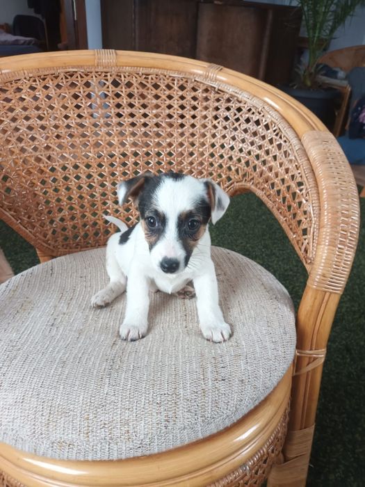 Jack Russell Terrier