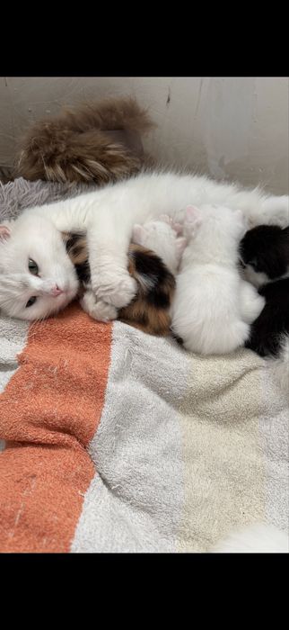 Кошенята, котики