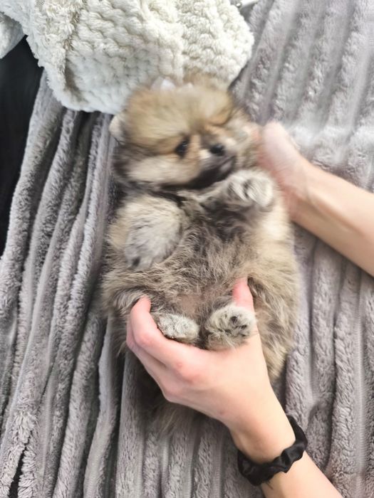 Spitz Anão.Lulu da Pomerânia Menina Laranja. Pop e Afixo. Perfeita