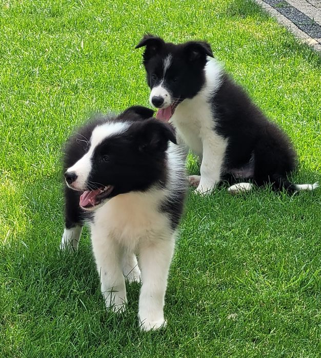 Border Collie Śliczny Maluch