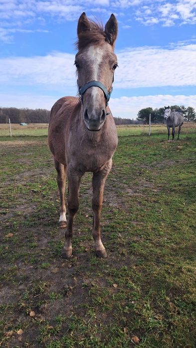 PILNE !!! Klacz kuc odsadek grzeczna towarzyska