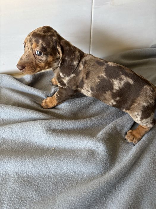 Teckel femea miniatura