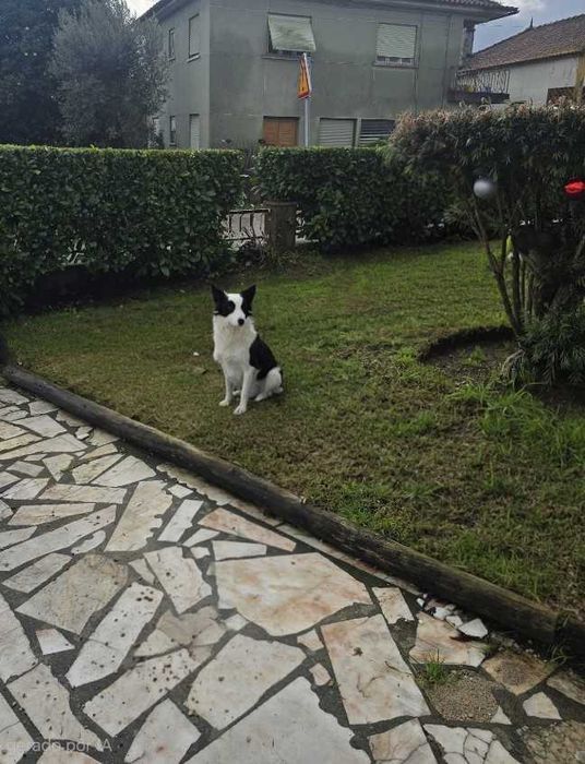 Adoção Responsável Conjunta: Fiona e Zorro Border Collie (Inseparáveis)