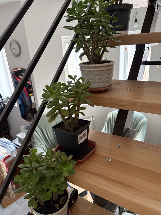 Красула грошове дерево толстянка