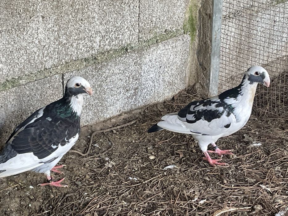 Casal de pombos beleza alema
