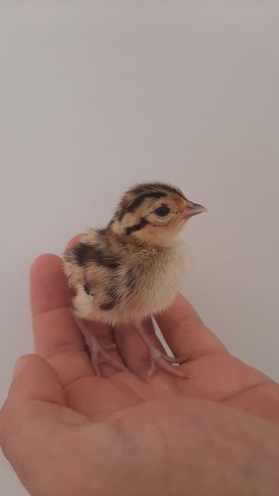 Vendo pintos de faisão de caça/coleira e ovos