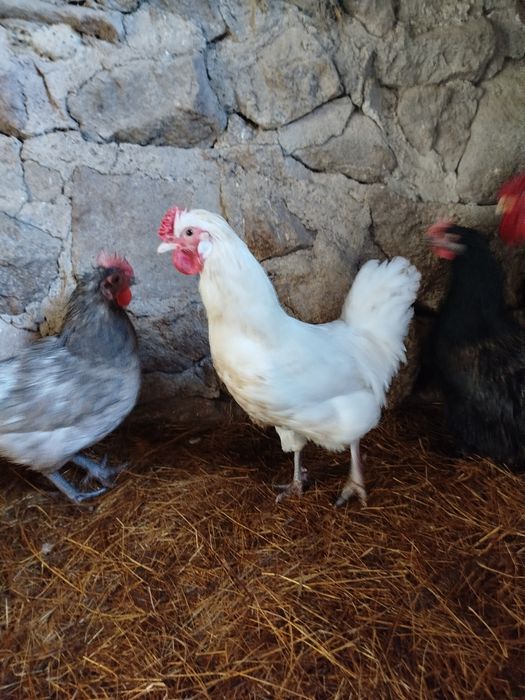 Galos diversos novos