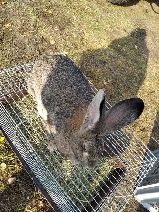 Sprzedam samicę dużą młodą..