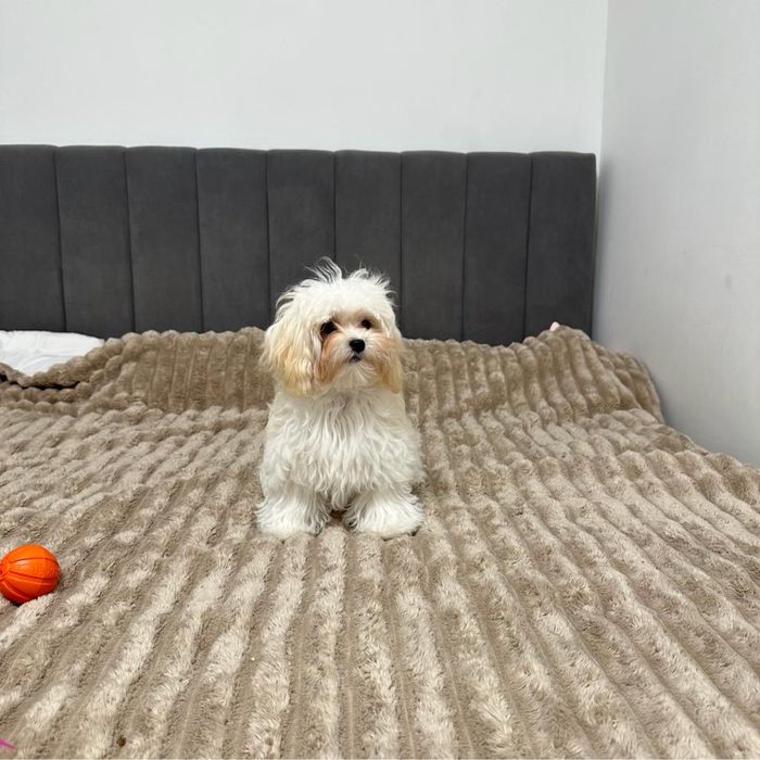 Мальтипу F1 міні