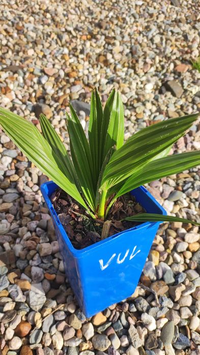 karłatka vulcano - chamaerops humilis Vulcano