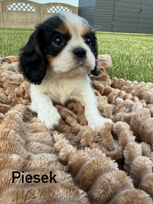 Rezerwacja !! Cavalier King Charles Spaniel