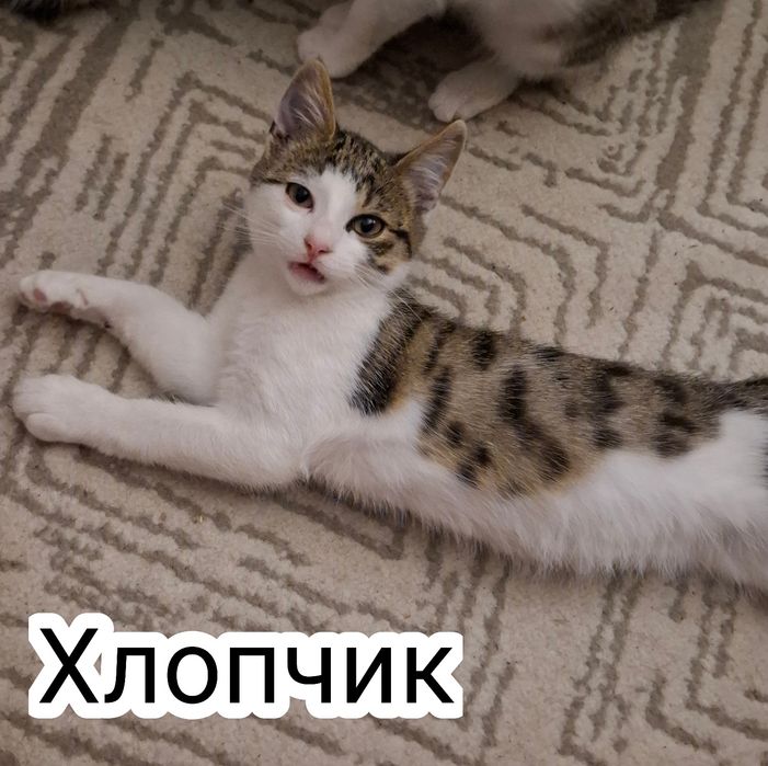 Безкоштовні кошенята