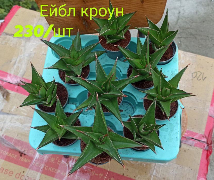 Сансевієрія товстячки і циліндри 8 сортів