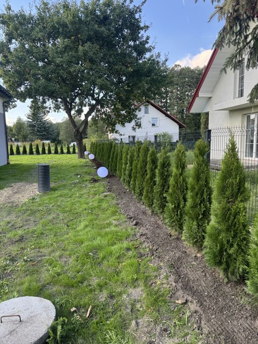 Tuja Szmaragd 140-150cm DOSTAWA ‼️ SADZENIE ‼️ PRODUCENT