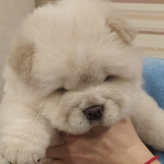 Чау чау,бронювання