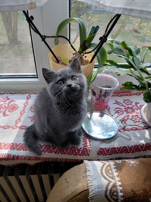 Скотиш страйт девочка