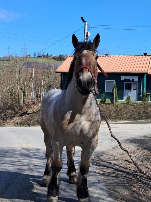 Sprzedam wałacha