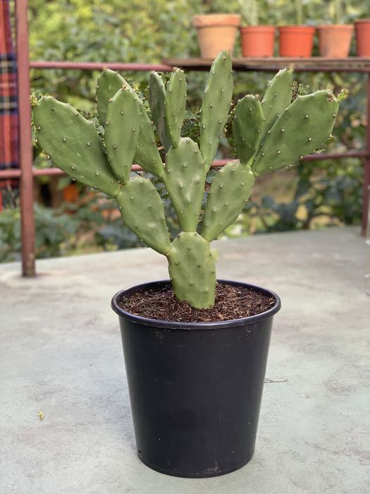 Opuncja figowa, słoneczne żółte kwiaty