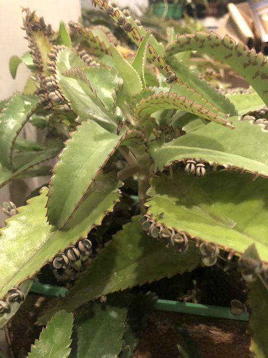 Лечебное каланхоэ (от насморка и гаймлрита)