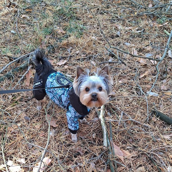 В'язка  йоркшиського тер'єра