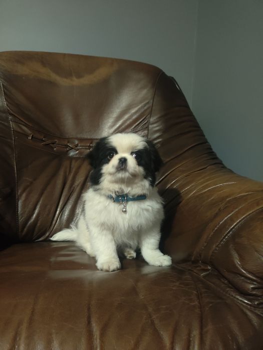 Japan Chin szczeniak