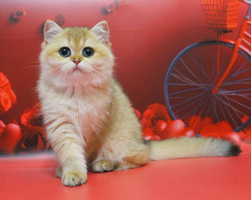 Британська дитина чекає найкращу сім'ю