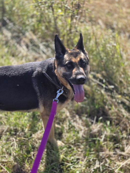 Dżina w typie owczarka