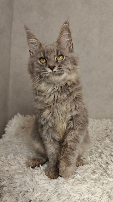 Мега ласкавий котик мейн-кун в розмірі XXXL