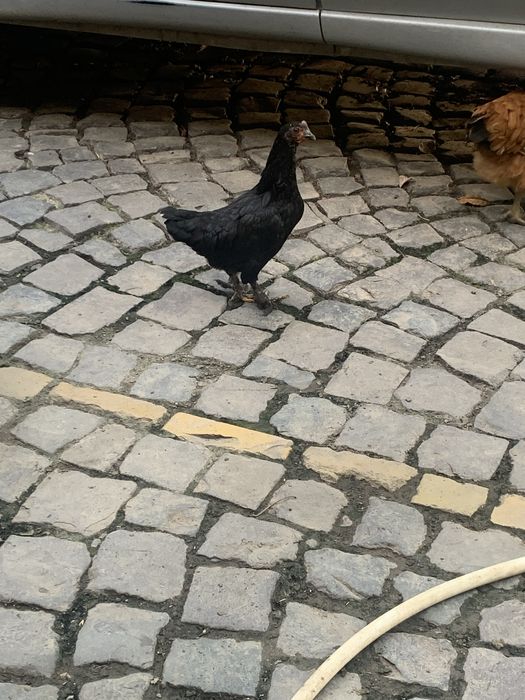 Кури лилипути бентамки