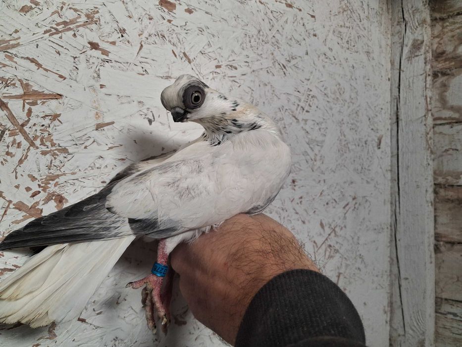 szek szeki para na białych ogonach