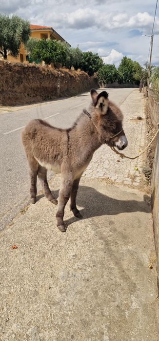 Burrinho de 4 meses