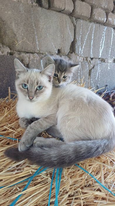 Отдам котят в добрые руки